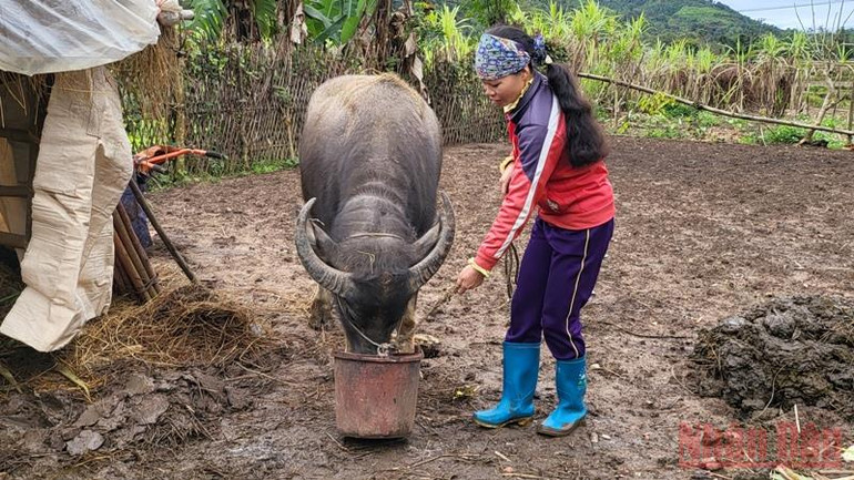 Quảng Ninh: Người dân vùng cao Bình Liêu tăng cường phòng chống rét cho vật nuôi -5