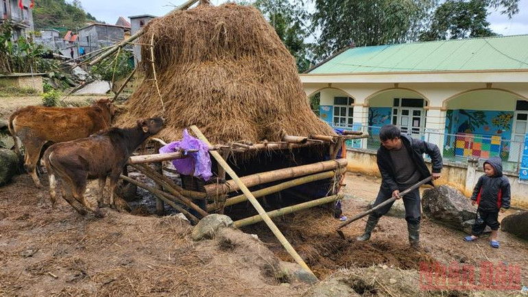 Quảng Ninh: Người dân vùng cao Bình Liêu tăng cường phòng chống rét cho vật nuôi -1