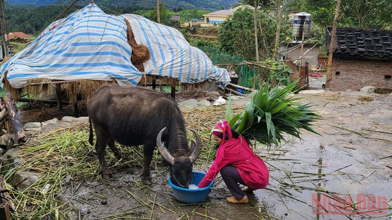 Quảng Ninh: Người dân vùng cao Bình Liêu tăng cường phòng chống rét cho vật nuôi -3