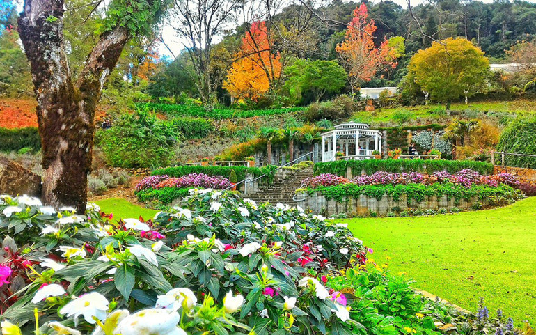 Le Jardin Parque de Lavanda đầy tráng lệ bởi sắc màu của thiên nhiên. (Ảnh: TripAdvisor) Đà Lạt nằm trong danh sách các điểm ngắm hoa được yêu thích nhất thế giới -0