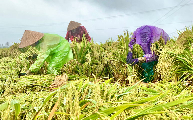 Nông dân Quảng Ngãi cứu lúa đông xuân 2021-2022 bị đổ ngã nhằm hạn chế thiệt hại. Quảng Ngãi đề nghị hỗ trợ khẩn cấp giống lúa, rau để khôi phục sản xuất -0