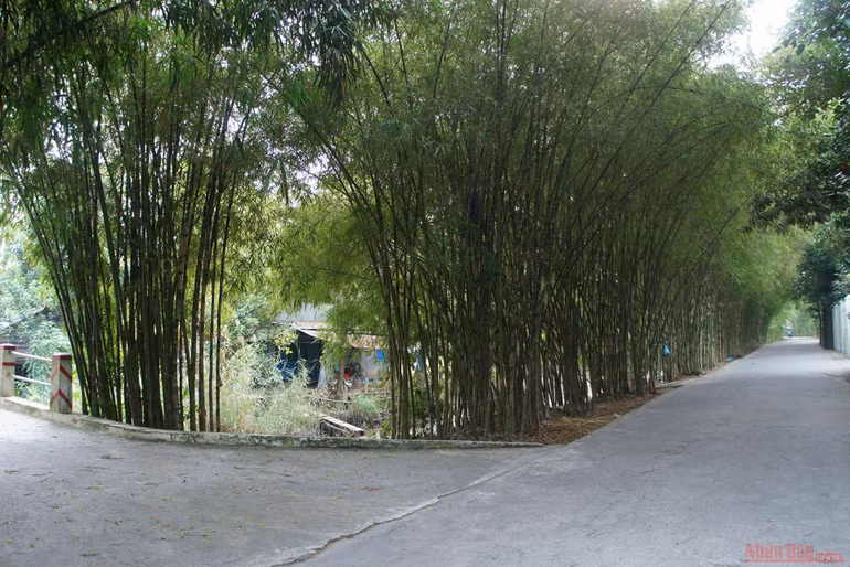 Vườn cò Bằng Lăng - sân chim lớn nhất đồng bằng sông Cửu Long -0