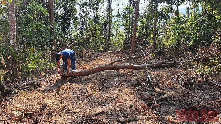 Lực lượng bảo vệ rừng… phá rừng?! -0