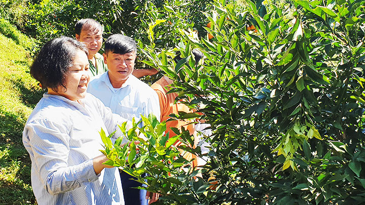 Mayu Ino hướng dẫn người dân Nam Sơn (Tân Lạc, Hòa Bình) thực hiện mô hình trồng quýt hữu cơ trên đất dốc. Quê hương thứ hai -0