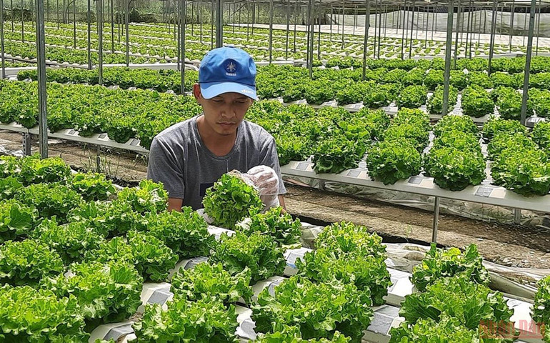 Nông dân huyện Củ Chi trồng rau trong nhà màng ứng dụng công nghệ cao. (Ảnh: Cao Tân). Đánh thức tiềm năng phát triển của “đất thép” Củ Chi -0