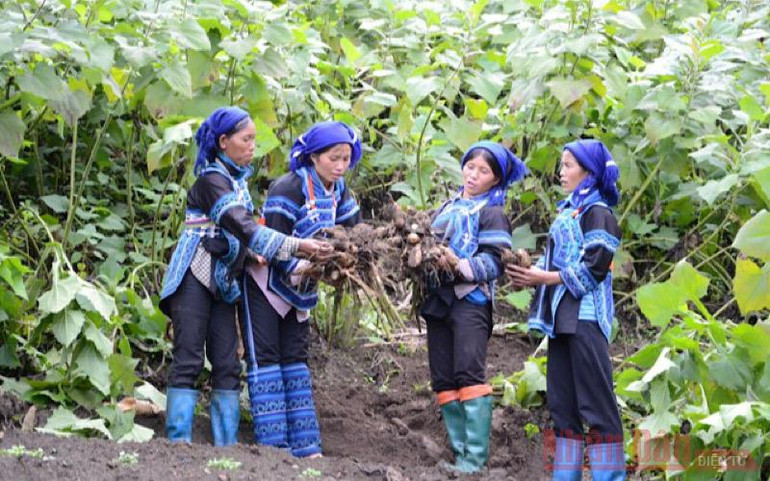 Thu hoạch sâm đất ở thôn Mò Phú Chải, xã Ý Tý (Bát Xát- Lào Cai). Ý Tý mùa sâm đất -0