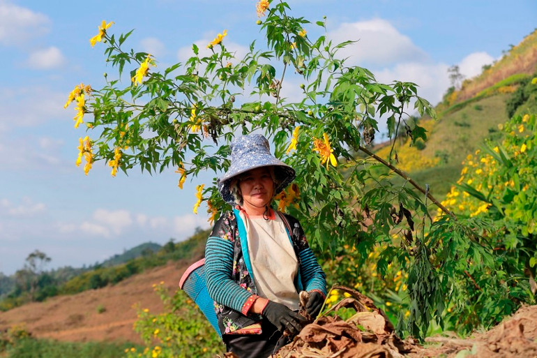 Dã quỳ “nhuộm” vàng khắp núi rừng Tây Bắc -0