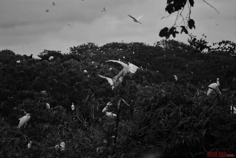 Vườn cò Bằng Lăng - sân chim lớn nhất đồng bằng sông Cửu Long -0