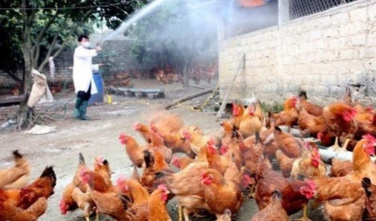 Chủ động ngăn chặn virus cúm gia cầm A/H5N8 và các chủng virus cúm gia cầm thể độc lực cao khác Khẩn trương phòng, chống cúm gia cầm A/H5N8 -0