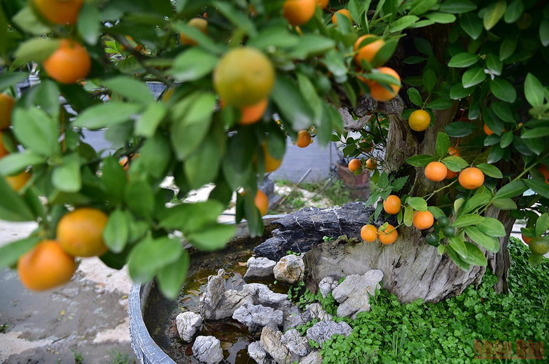 Độc đáo những mẫu quất cảnh “trình làng” trong dịp Tết Nhâm Dần 2022 -0