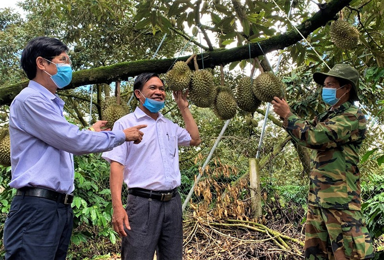 Lãnh đạo UBND xã Ea Yông, huyện Krông Pắc đến tận vườn thăm hỏi, nắm bắt nguyện vọng của người trồng sầu riêng khi việc tiêu thụ đang gặp khó khăn hơn mọi năm do dịch bệnh. Rộn ràng mùa thu hoạch sầu riêng ở Đắk Lắk -0