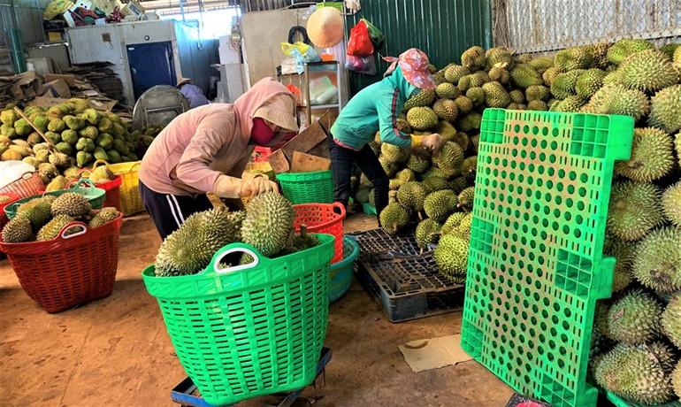 Tại các vựa trái cây, các công nhân phân loại sầu riêng để bán cho các doanh nghiệp đến thu mua. Rộn ràng mùa thu hoạch sầu riêng ở Đắk Lắk -0