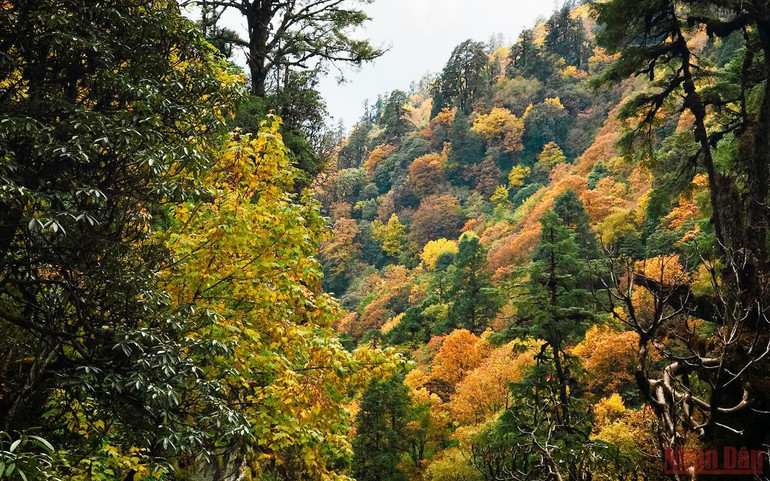 Sắc thu rực rỡ ở Nepal -0