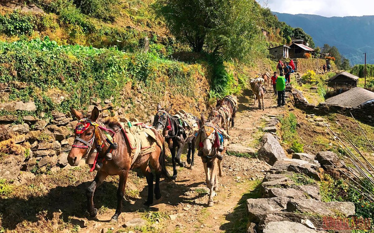 Sắc thu rực rỡ ở Nepal -2