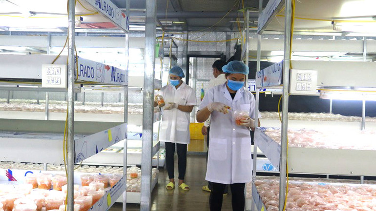 Liên kết sản xuất nông nghiệp hàng hóa ở TP Lai Châu -0