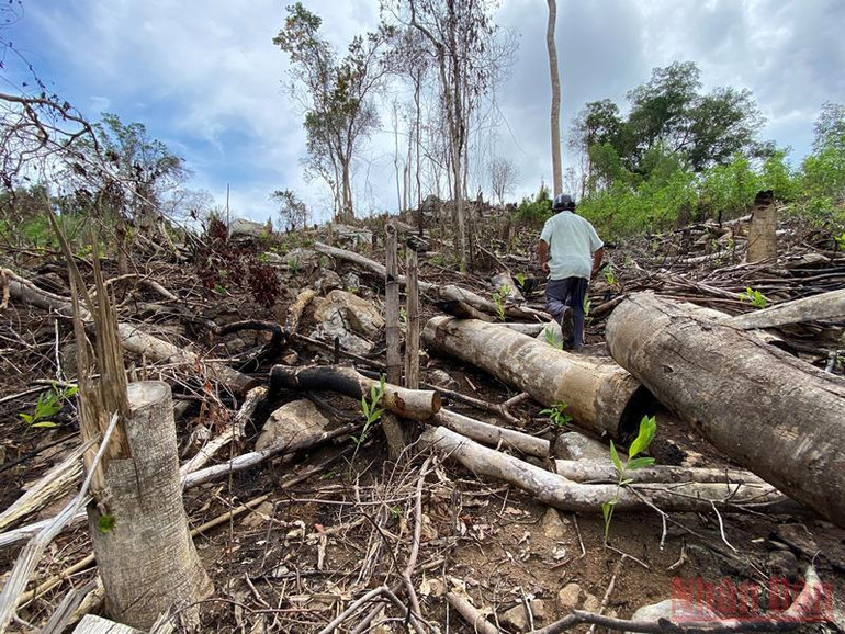 Cần điều tra vụ phá rừng phòng hộ quy mô lớn ở Phú Yên -0