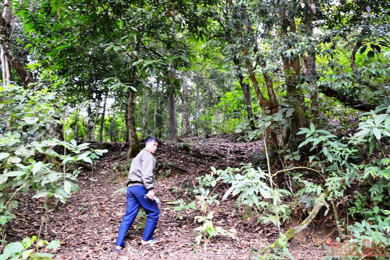 Trưởng thôn người Dao giữ rừng giỏi -0