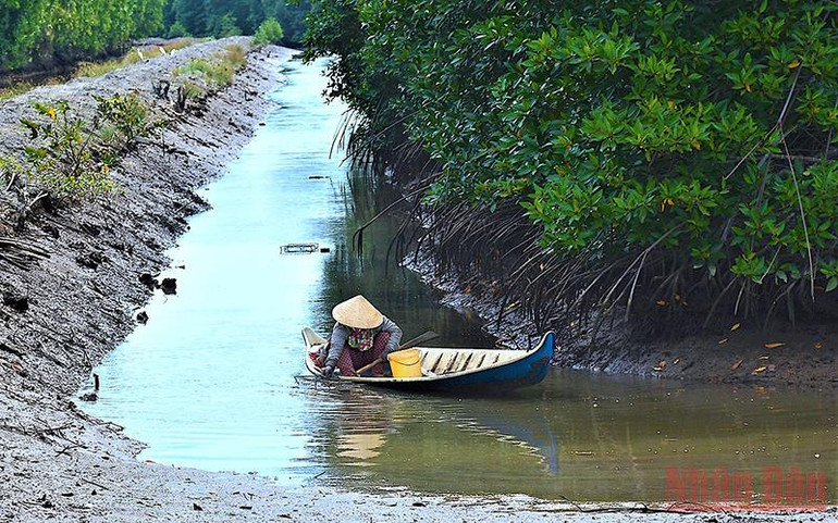 Nông dân huyện Ngọc Hiển (tỉnh Cà Mau) thả ngư cụ thu hoạch tôm sú được nuôi tự nhiên dưới tán rừng ngập mặn. Công nhận chỉ dẫn địa lý với “Tôm sú Cà Mau” -0