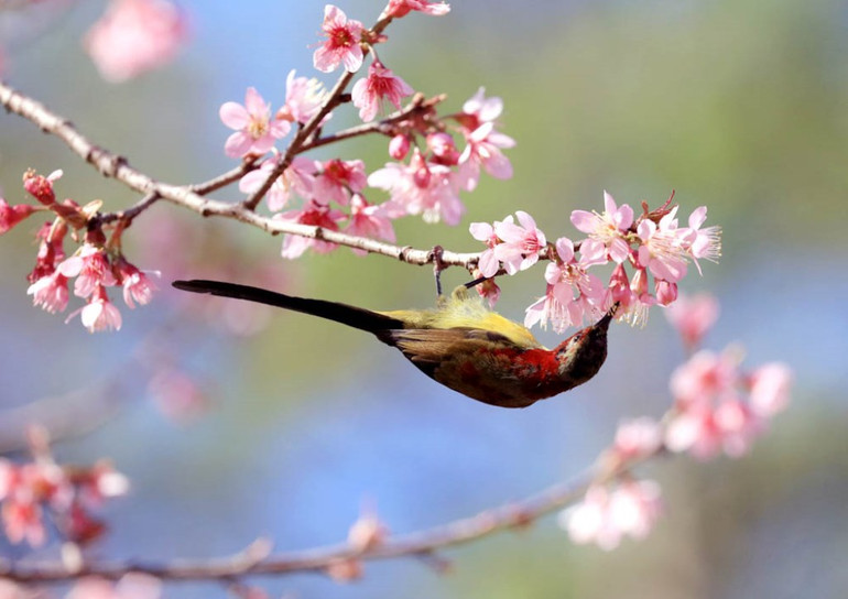 “Săn” vũ điệu xuân -0