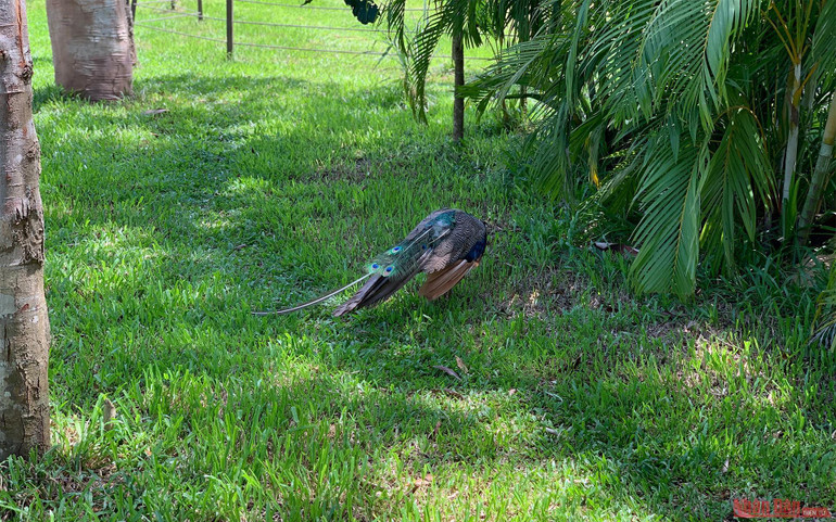 Trải nghiệm công viên động vật hoang dã Safari Phú Quốc -0