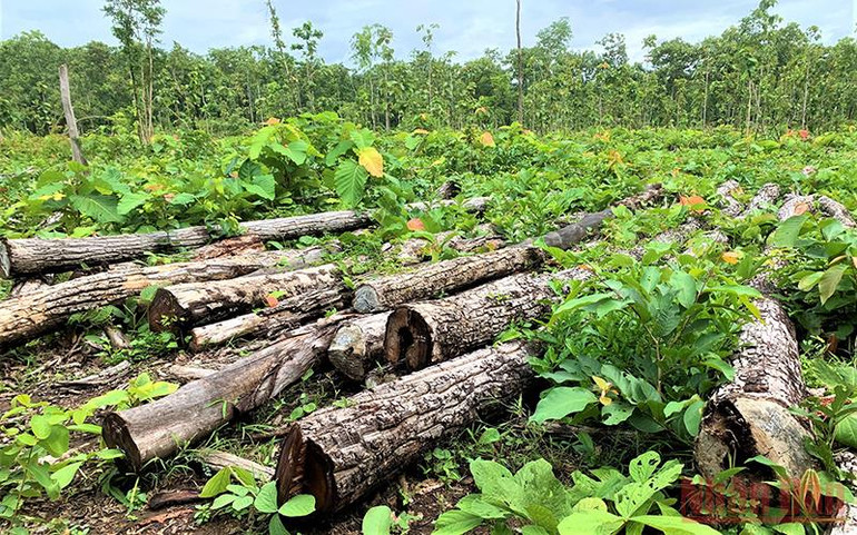 Khởi tố vụ án hình sự về tội vi phạm quy định về khai thác, bảo vệ rừng và lâm sản -0