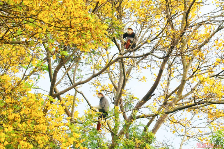 Màu sắc của loài hoa đặc trưng này với hình ảnh của những đàn voọc chà vá chân nâu đã tạo nên những ấn tượng độc đáo, thu hút người dân, du khách và các nhiếp ảnh gia. 5_hoa_lim_xet-1619427950773.jpeg