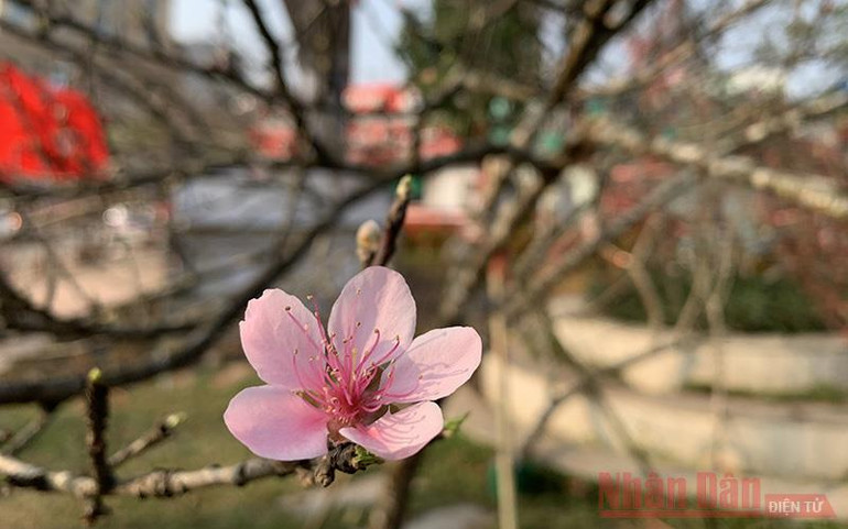 Đào vùng cao “dán tem” xuống phố -0
