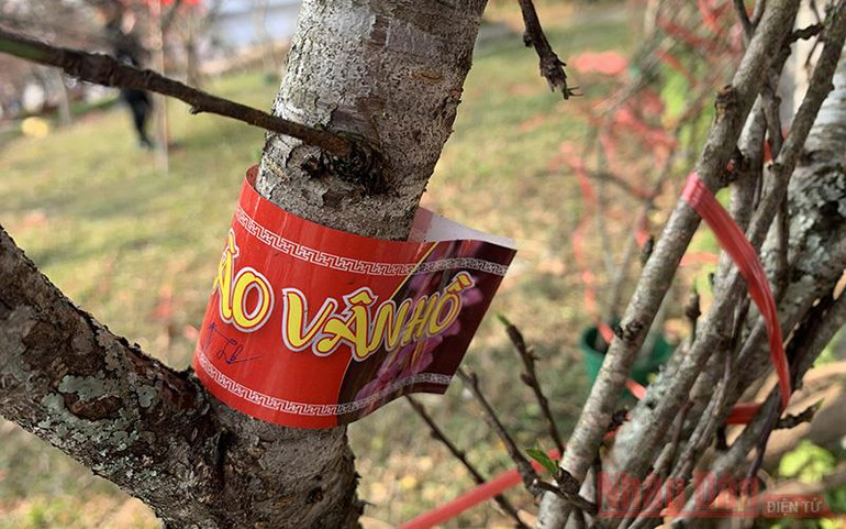 Đào vùng cao “dán tem” xuống phố -0