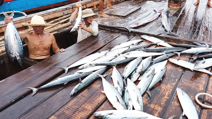 Độc đáo nghề lưới đăng -0