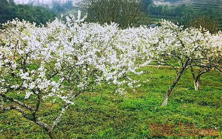 Sắc trắng tinh khôi hoa mận Tam Hoa. Mùa hoa mận trên cao nguyên trắng Bắc Hà -5