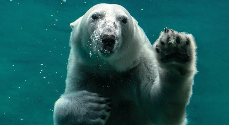 Gấu Bắc cực có thể bị tuyệt chủng vào năm 2100 -0