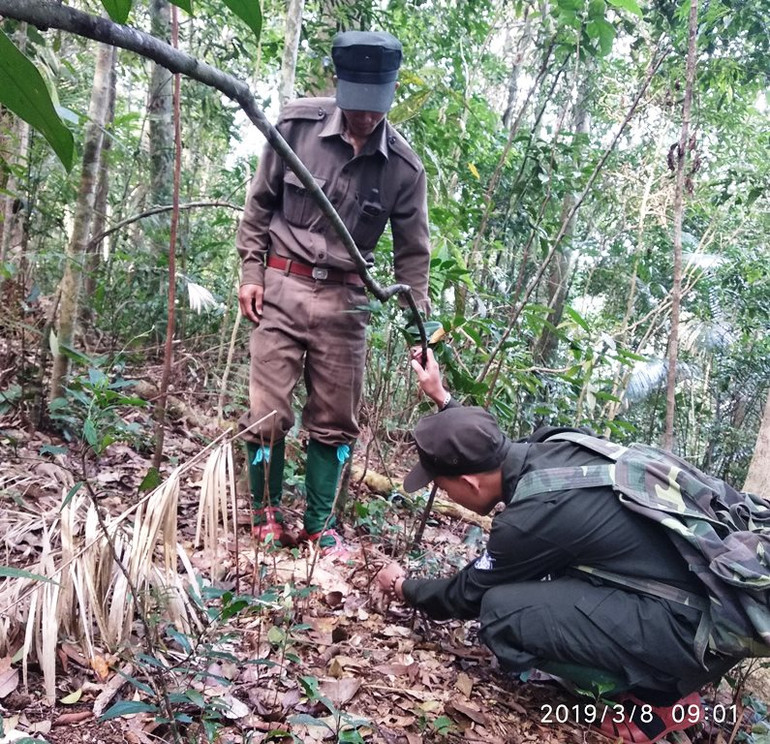 Lực lượng chức năng của Việt Nam tham gia tháo bẫy. Ảnh: WWF. Bẫy dây đang tận diệt các khu rừng Đông Nam Á -0