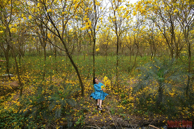 Hà Nội rực rỡ mùa hoa tháng 3 -0