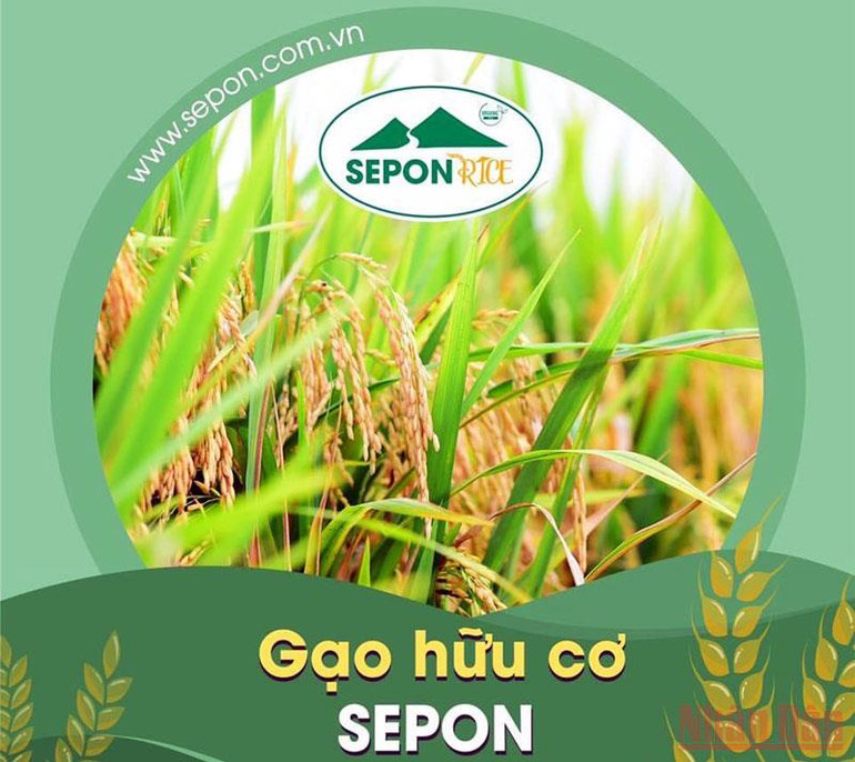 Tỉnh Quảng Trị trồng lúa hữu cơ để xây dựng thương hiệu “Gạo hữu cơ Sepon” phục vụ xuất khẩu. Sản xuất “Gạo hữu cơ Sepon” phục vụ xuất khẩu -0