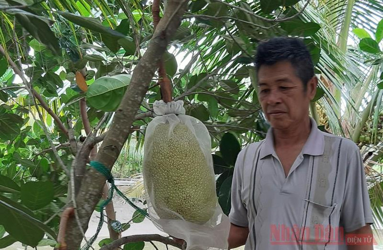 Nông dân Phạm Văn Bảy, ngụ xã Tân Ninh, huyện Tân Thạnh, tỉnh Long An lo lắng khi mít rớt giá. Mít rớt giá thảm, nông dân lỗ nặng -0