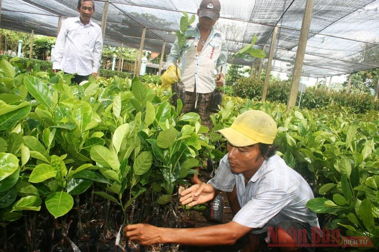 Cây mít giống ở huyện Chợ Lách (tỉnh Bến Tre) cũng đang gặp khó khăn về đầu ra. Mít rớt giá thảm, nông dân lỗ nặng -0