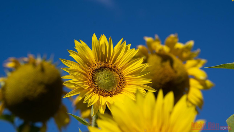 Thăm đồng hướng dương Nga -0