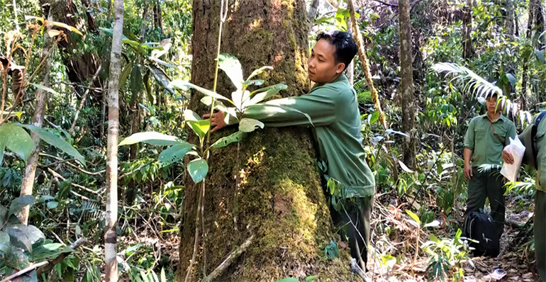Rừng pơ-mu nguyên sinh ở Đắk Lắk tiếp tục bị khai thác trái phép -0
