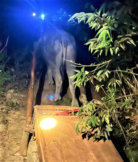 Rừng pơ-mu nguyên sinh ở Đắk Lắk tiếp tục bị khai thác trái phép -0