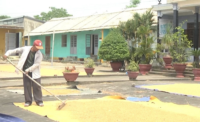 Tranh thủ trời nắng, phơi lúa hè thu tại xã Điện Phước, thị xã Điện Bàn. Nông dân Quảng Nam khẩn trương thu hoạch lúa hè thu -0
