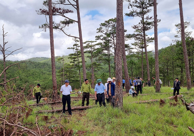 Hiện trường vụ phá rừng nằm ở khu vực giáp ranh huyện Lạc Dương (Lâm Đồng) và Học viện Lục quân, đường đi khá hiểm trở. Chủ tịch UBND tỉnh Lâm Đồng kiểm tra hiện trường, chỉ đạo khởi tố vụ án phá rừng tại Đà Lạt -0