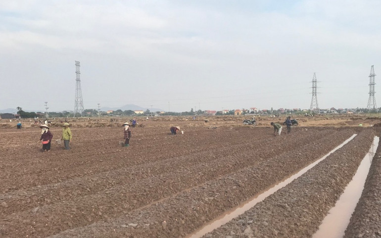 Nông dân phấn khởi vì rau vụ đông được giá -0