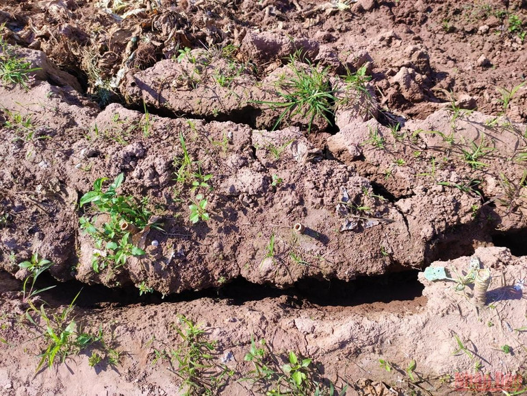 Cần sớm khắc phục sự cố sạt lở bờ bãi sông Hồng tại huyện Gia Lâm -0