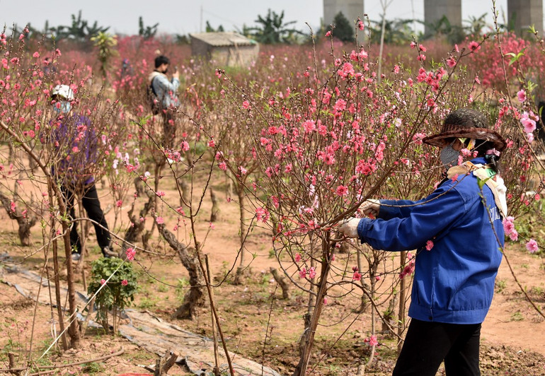 Rực rỡ Hoa đào Nhật Tân -0