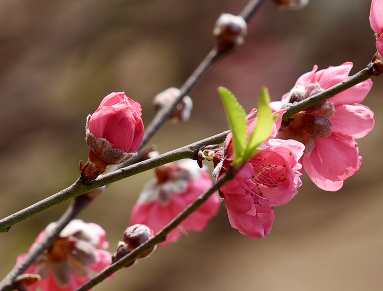 Rực rỡ Hoa đào Nhật Tân -0