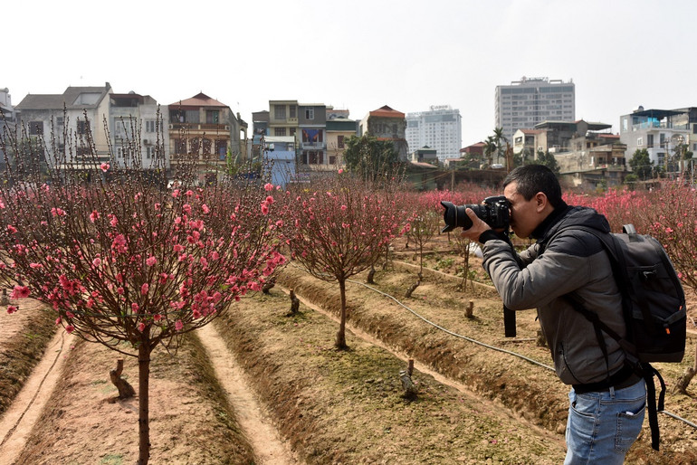 Rực rỡ Hoa đào Nhật Tân -0