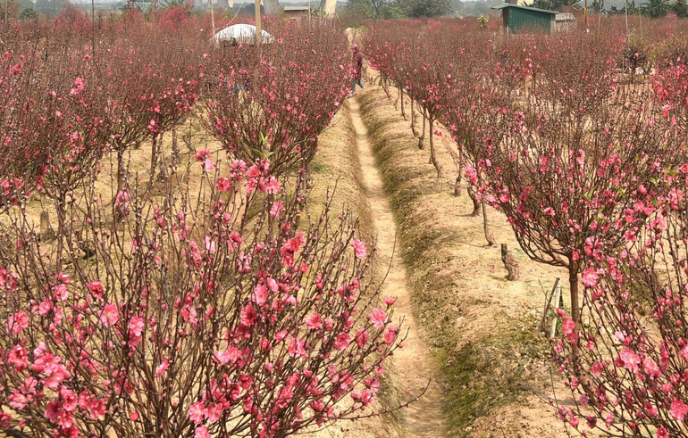 Rực rỡ Hoa đào Nhật Tân -0