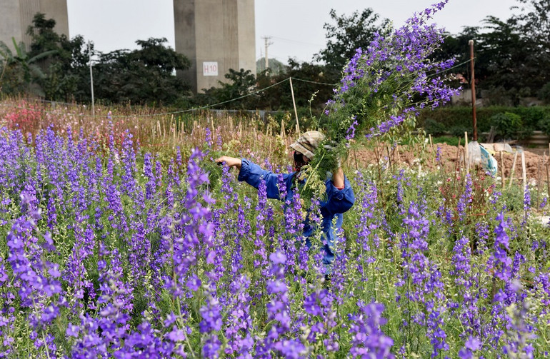 Rực rỡ Hoa đào Nhật Tân -0