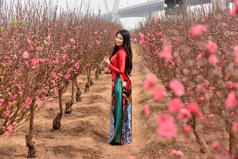 Rực rỡ Hoa đào Nhật Tân -0