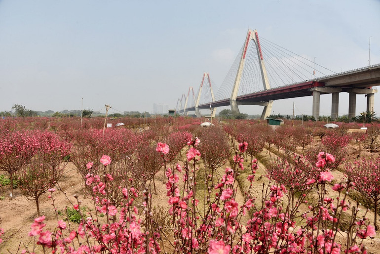 Rực rỡ Hoa đào Nhật Tân -0